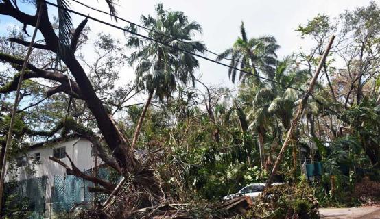 Trees, palm trees, and power lines knocked down from a tropical storm