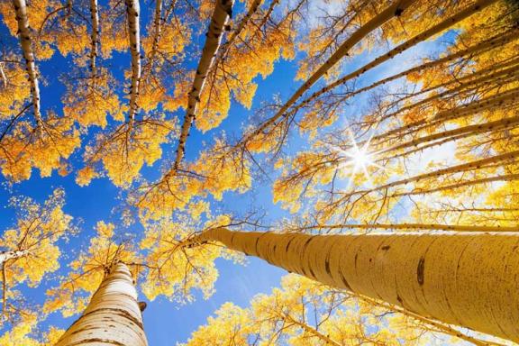 quaking aspens